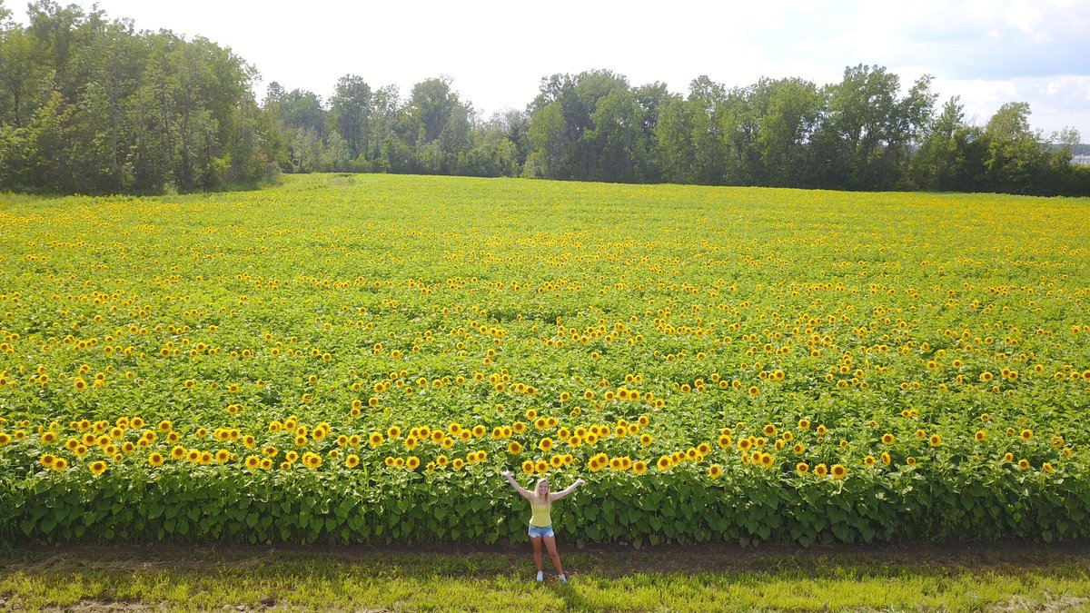 crivierr's tweet photo. i liked sunflowers before sunflowers became cool https://t.co/ew6xfYipBd