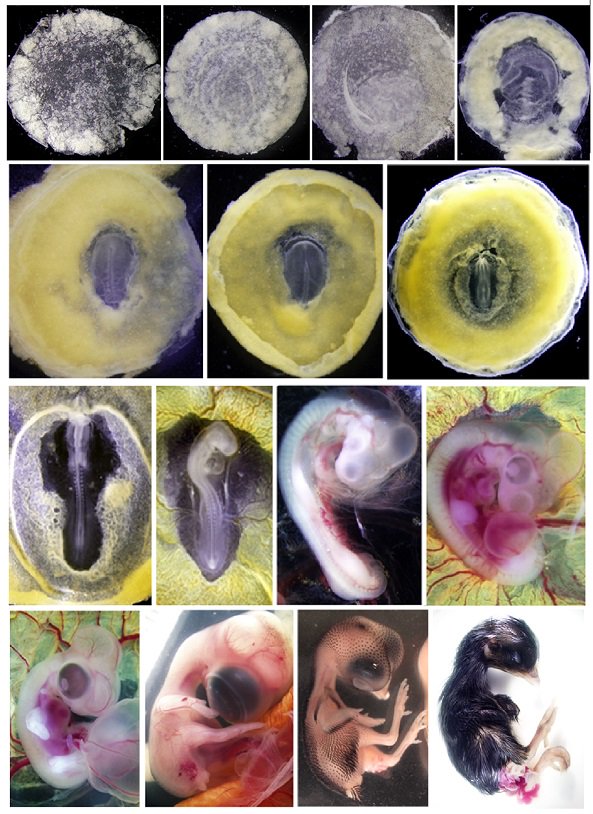 PLOSBiology's tweet photo. From new-laid egg to hatchling - high-resolution time-course of transcription in #chickens #PLOSBiology https://t.co/eE3y1Srg9F https://t.co/ONrSrqFgKG