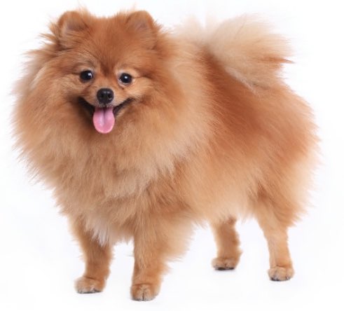 Dogsforlife20's tweet photo. Please give this picture some love and likes then I shall post a video of a funny dog https://t.co/StDrYFONeM