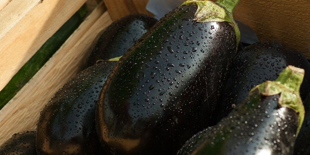 JenZils's tweet image. #DidYouKnow #Eggplant is known as "crazy apple" in #Italy due to widespread belief that diet rich in eggplants leads to madness.