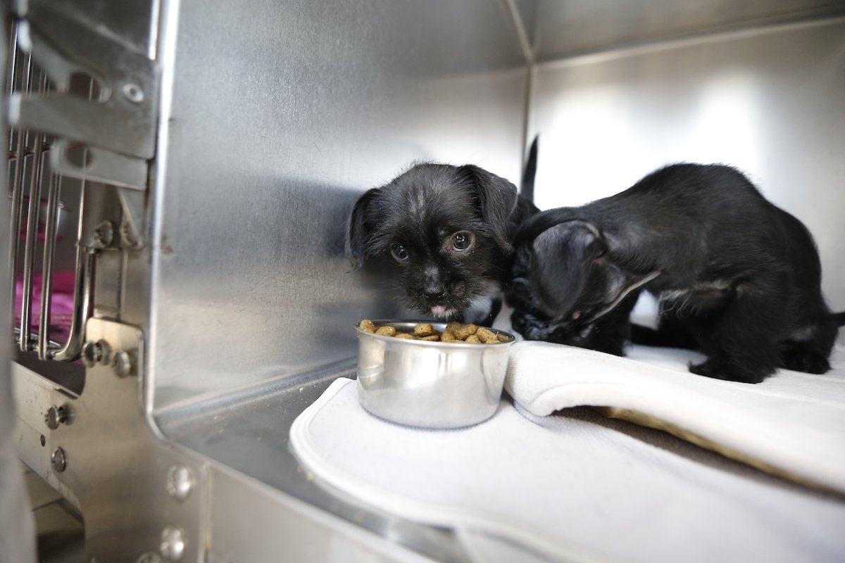 PetSmart Charities® tweet media