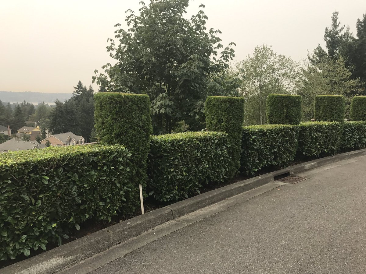 Anyone tired of this smoke? That doesnt stop us, some beautifully shaped Laurel Hedges.
#pruning #greenindustry #Landscaping
