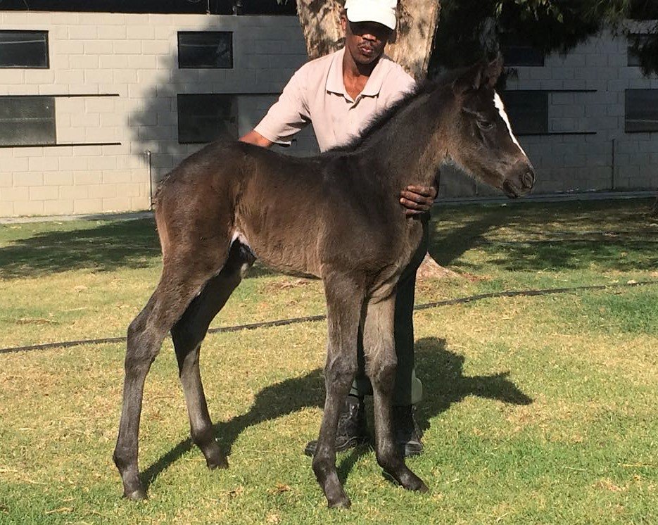 allanbloodlines's tweet photo. Big strong girl: 10 days old filly by @klawervleiGrant #CaptainofAll out of our winning mare #DeltaDancer by #TigerDance out of an AUS mare https://t.co/FiUmfNQeMG