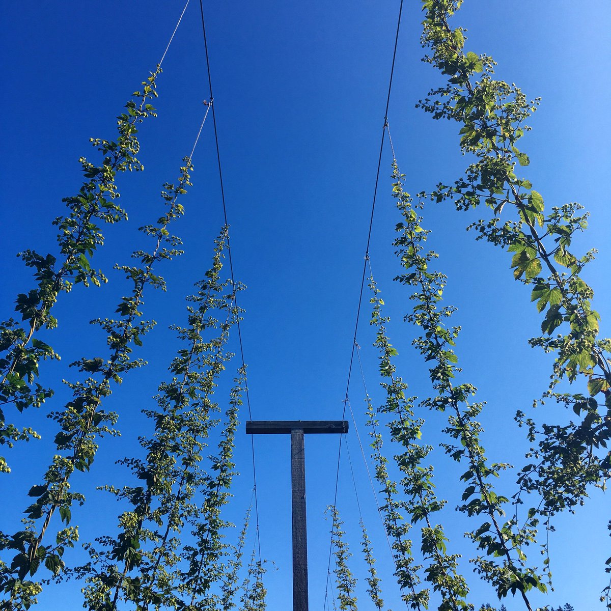 SaltSpringAles's tweet image. Calling all volunteers! The annual hop harvest on #saltspring join today, sept 16&amp;amp;17 at Grandview Farms in Fulford Valley. DM for more.