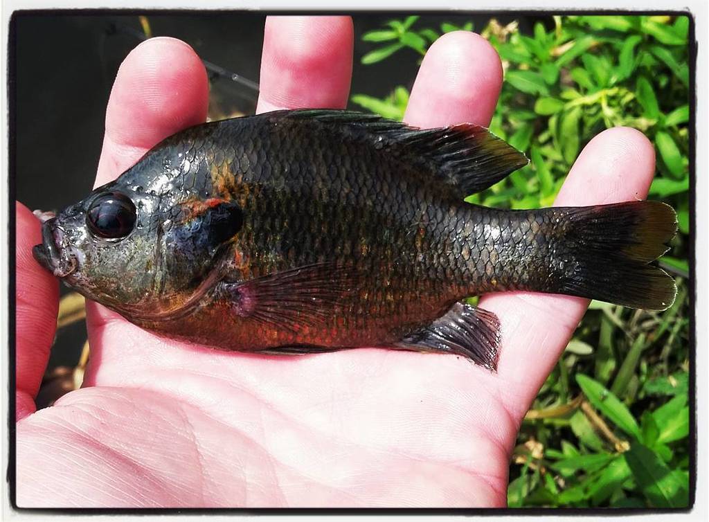 FishGuyJosh's tweet photo. #redspottedsunfish #cajunspecieshunt https://t.co/YyxOK5VMMS https://t.co/0O8YopYoEN