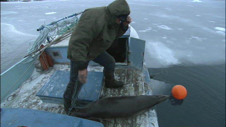 世界遺産 Auf Twitter グリーンランド イルリサットに暮らすイヌイットの人々はアザラシを獲って生きてきました アザラシの肉を食べ 皮や骨は生活のために 全てを利用してきたのです T Co Zs0nnt54bb Twitter