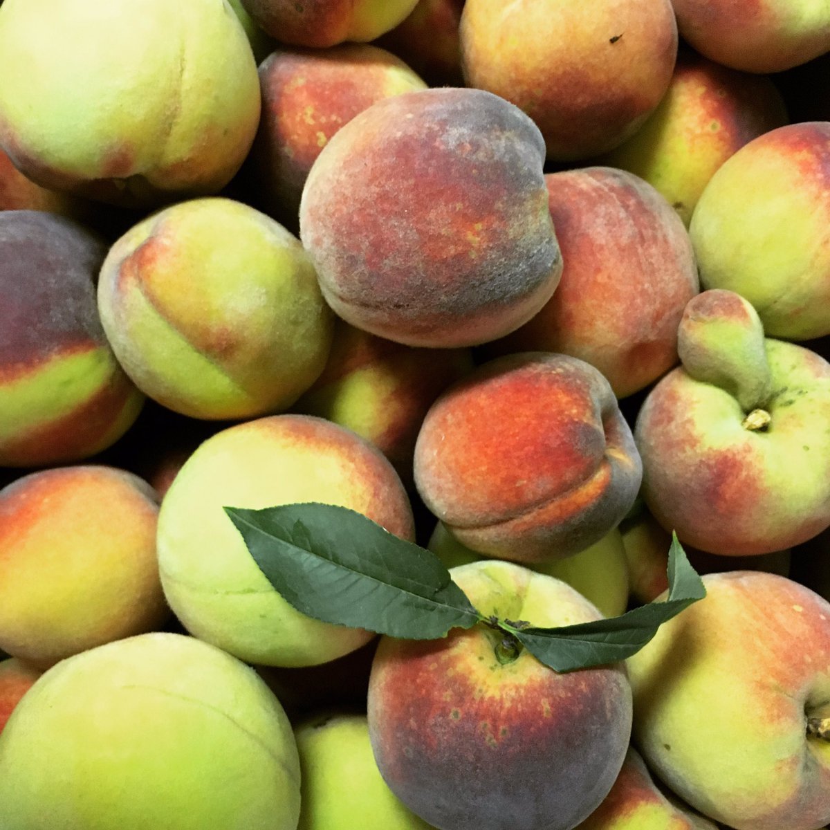DirigoWholesale's tweet photo. #prettiestpeaches #eatlocal #buylocal #peaches #mainefarms #mainesummer #itsnotoveryet #broadturnfarm https://t.co/ypnPH0py2t