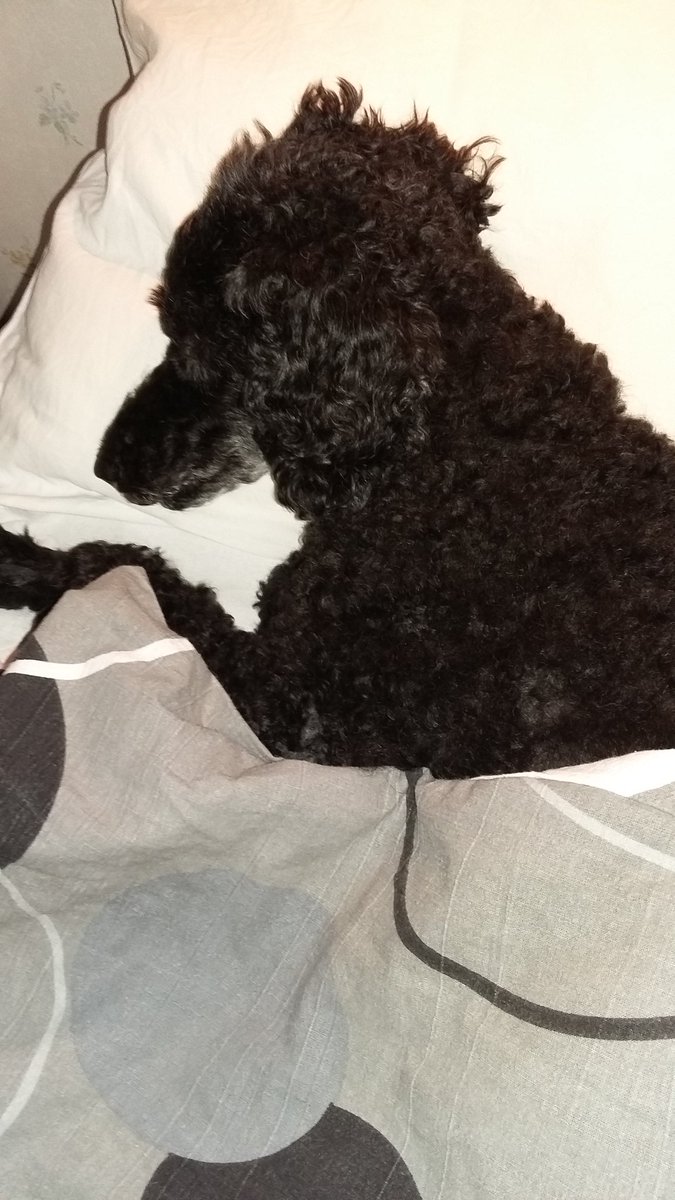 the_roxmaniac's tweet photo. Good night sleep tight. #dogorhuman lol 😄🐩 https://t.co/4x8xRIuU2v