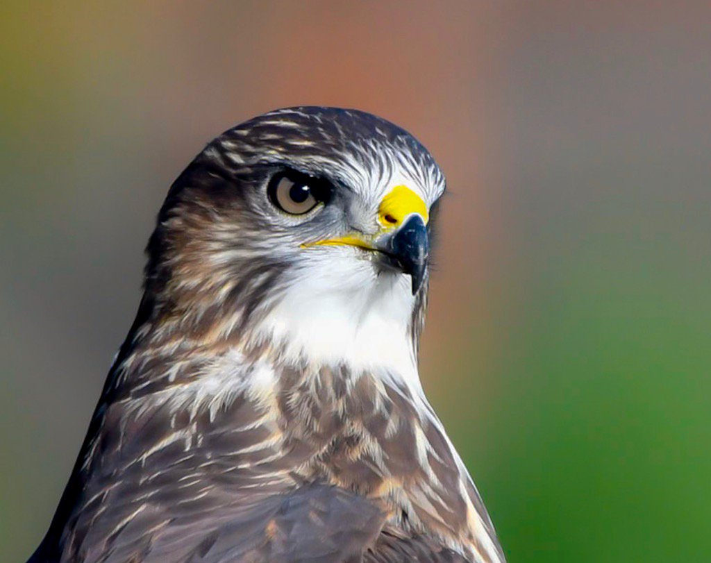 Cyril McG tweet media