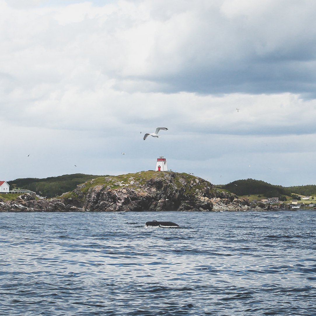 amybfisher's tweet photo. Our summer adventuring around @NLtweets summed up in one photo. 👌 #ExploreNL #ExploreCanada Thanks @seaofwhalesnl! https://t.co/uSVN3S3NWI