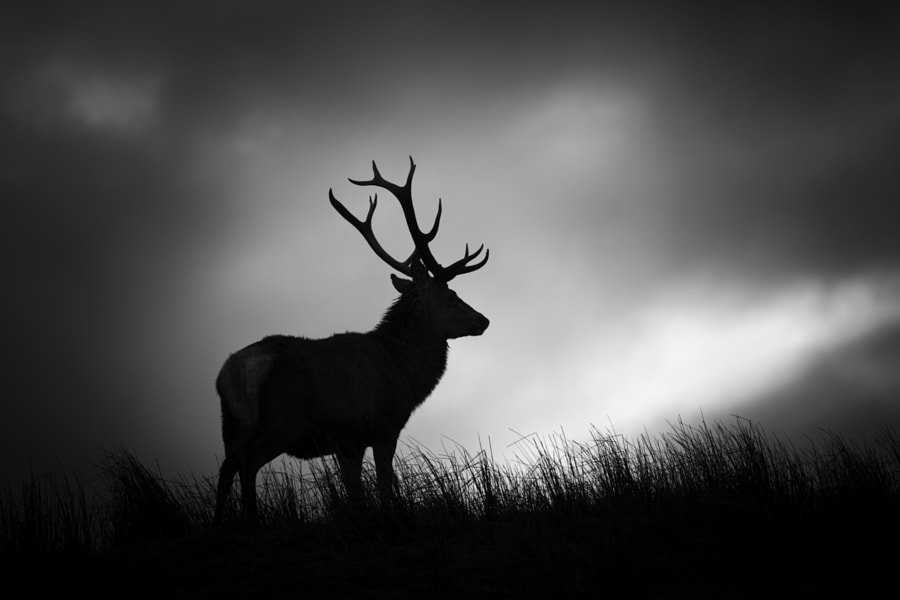 heyphotographer's tweet photo. The Monarch by Linda Ormiston https://t.co/boE8KPmUVc #photo https://t.co/GEEaaVAVnV