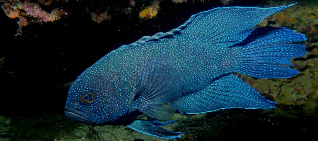 envirosanews's tweet photo. This #SeaWeek lock in a diving trip to #EncounterMarinePark to spot this supermodel of the sea. https://t.co/Kk3CSAtDBW #SeaWeek2017 https://t.co/Bko3AbMe5I