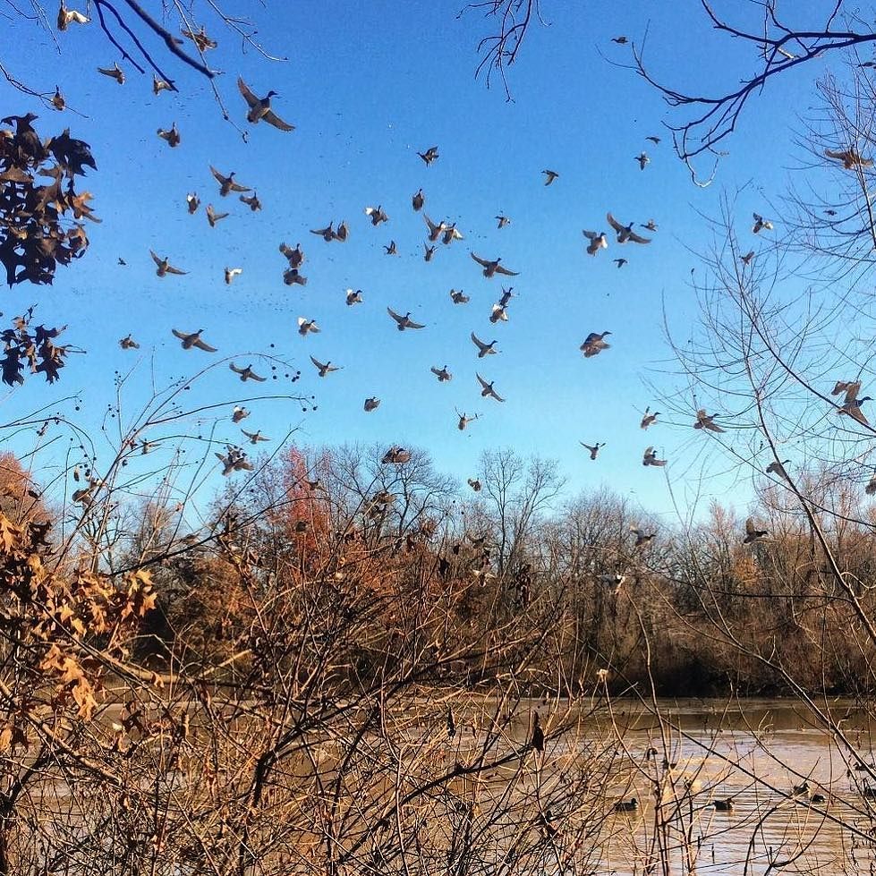 TonyVandemore's tweet photo. Office with a view! ☝🏻#TakeEmTuesday #HabitatFlats #Duck17 https://t.co/pKq6iVg7En https://t.co/WNQS8jgyBH