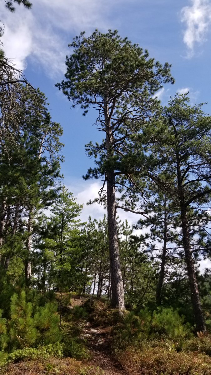 Wolf lake is a real place of beauty! The trees are huge! 🌳
#camping #hiking  @SaveWolfLake