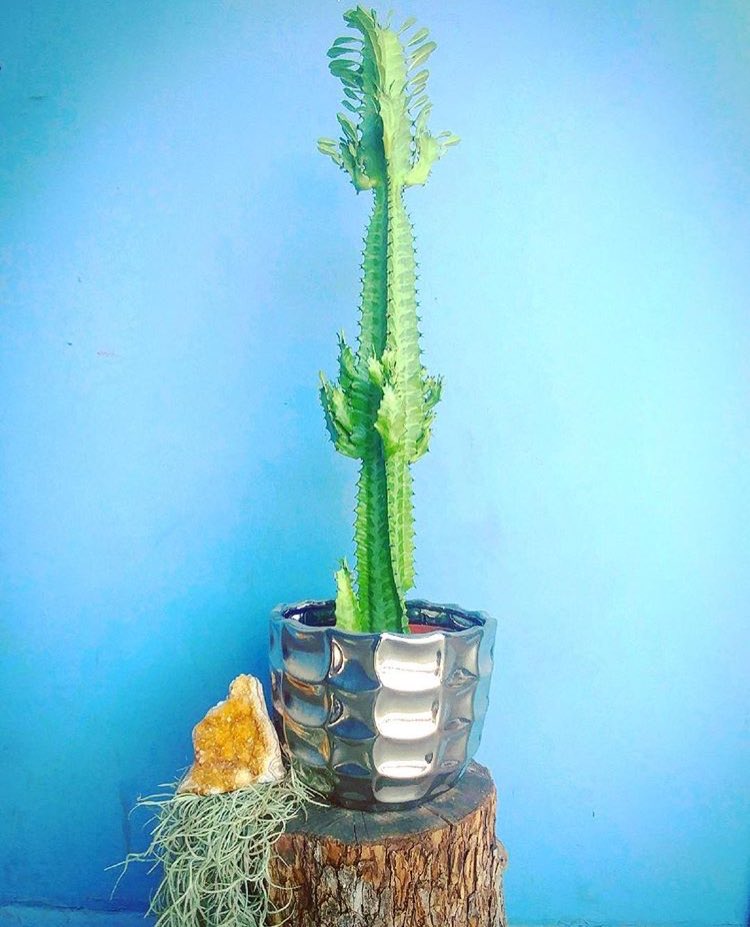 Succulent Native tweet media