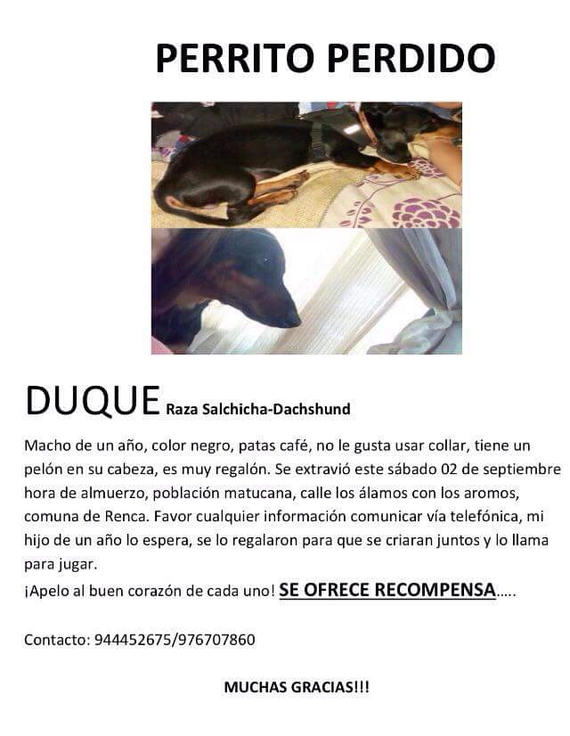 DUQUE PERDIDO..SALCHICHA <a href="/perdidoschile/">perros perdidos</a> <a href="/AnimalesCh/">Animales Perdidos Ch</a> <a href="/perdiamimascota/">Perdí a mi Mascota</a> <a href="/Animalperdidocl/">Mascotas Perdidas</a> <a href="/perdidos_vina/">Perdidos Viña</a>