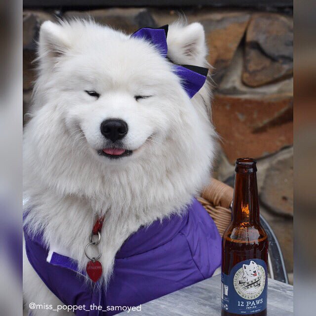 Poppet the samoyed tweet media