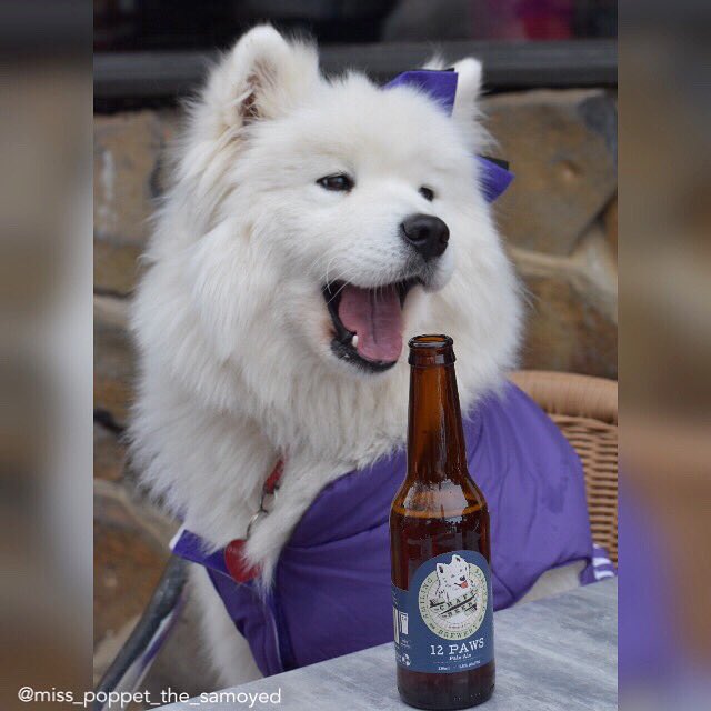 Poppet the samoyed tweet media