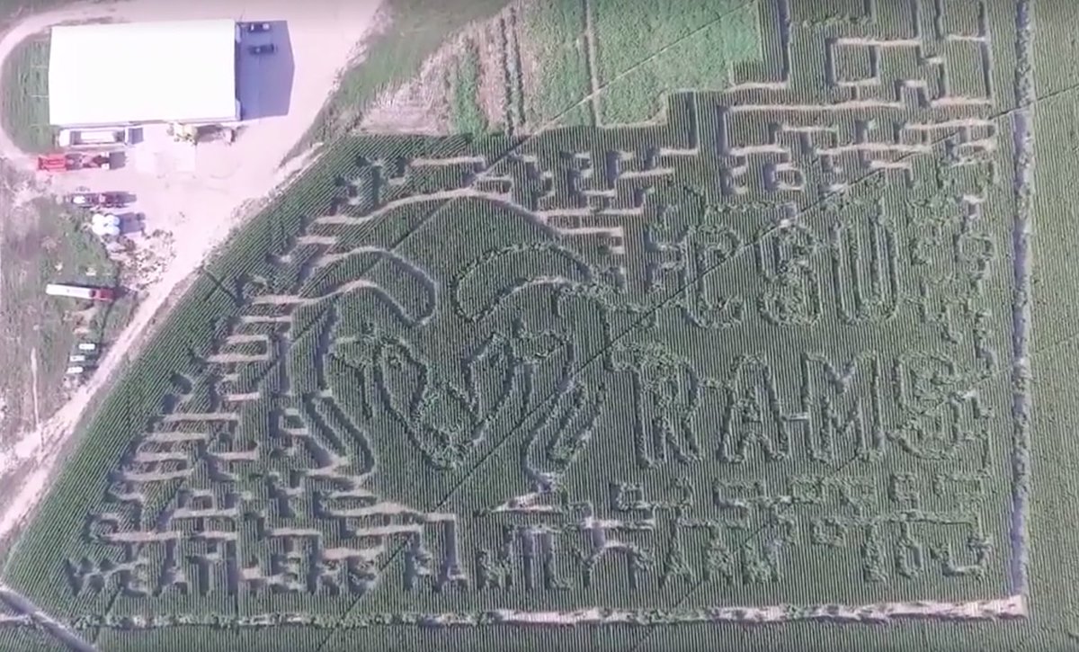 ColoradoStateU's tweet photo. This corn maze in Yuma, Colorado, is what #RamPride looks like 😮👏 https://t.co/csCMnYM0M2