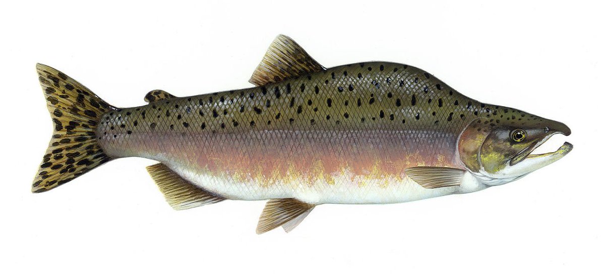 oppositeofurban's tweet photo. Fish Facts: Pink Salmon (Oncorhyncus gorbuscha) https://t.co/hhG8R0uLh6 via @OrvisFlyFishing #flyfishing #fishing https://t.co/RCdO0qJq74