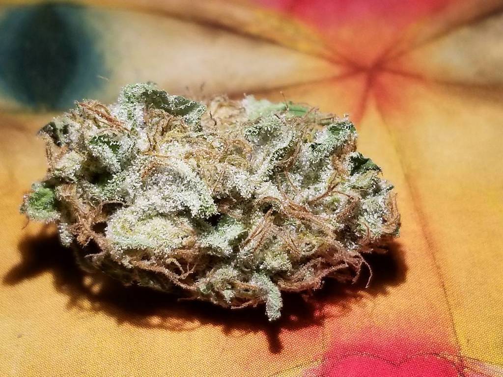 DukeofErb's tweet photo. #orangetahoecon 
#lightdep 
#dukeoferb 
#dukeoferbseeds
#organic #notill #nativesoil #imo #teamingwithmicrobes #naturalfarming  #sungrown 
… https://t.co/rUNEmTqksD
