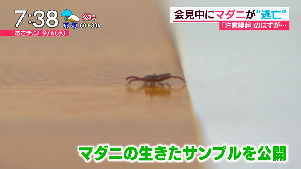 コントかなｗマダニの危険性を知るために生きたマダニを用意したけど逃げられるｗｗｗ