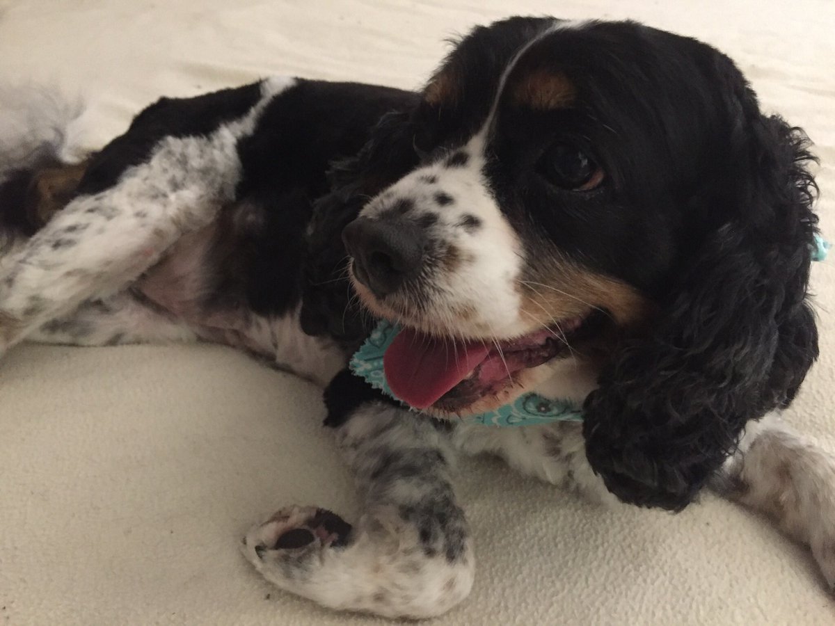 ChristoStad's tweet photo. @CavalierMatter1 @healthycavalier Priscill๐ถ demands mandatory health testing for #cavaliers. #forPanda #forRianbowPack #TongueOutTuesday https://t.co/29P2HT1LZC