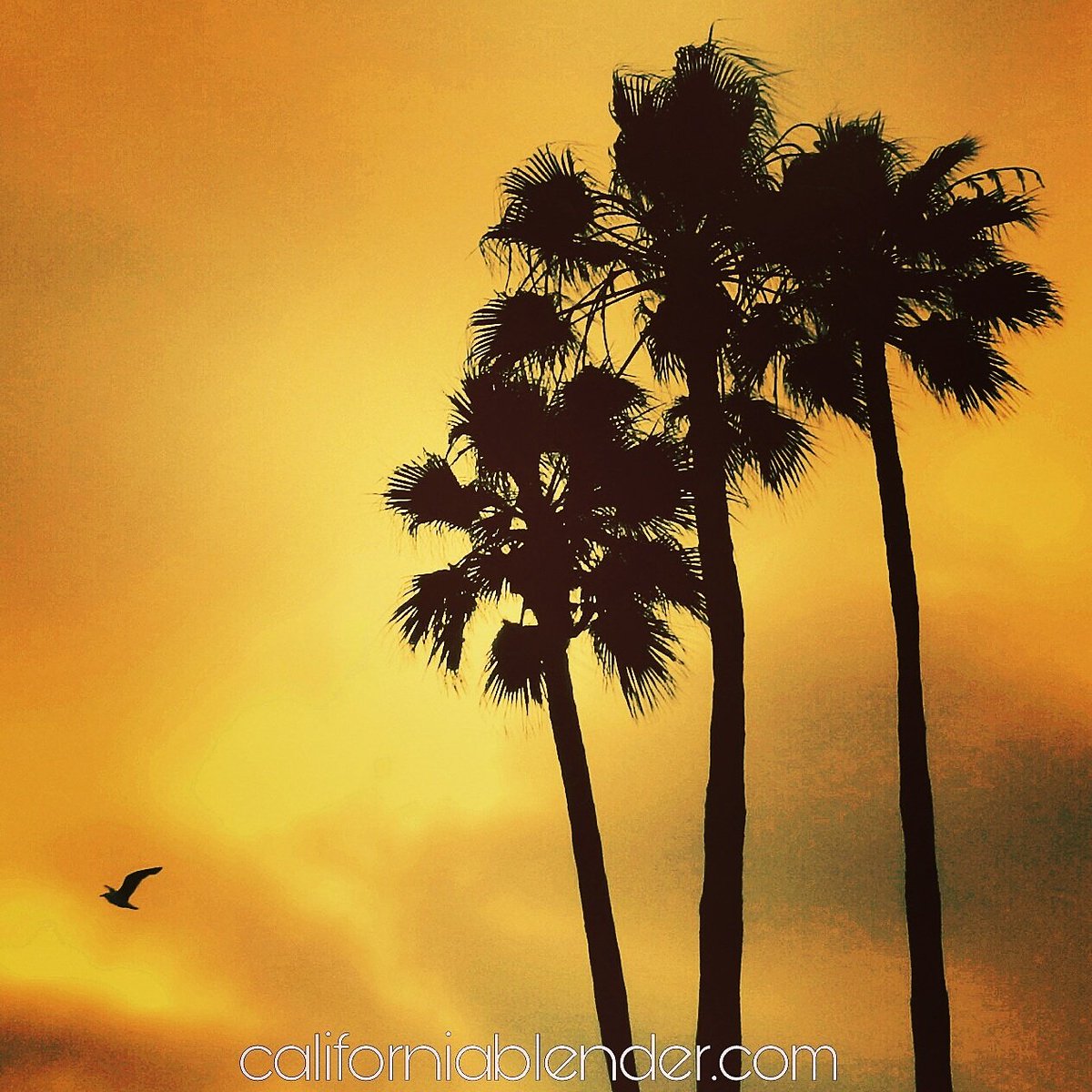 calvibemag tweet picture