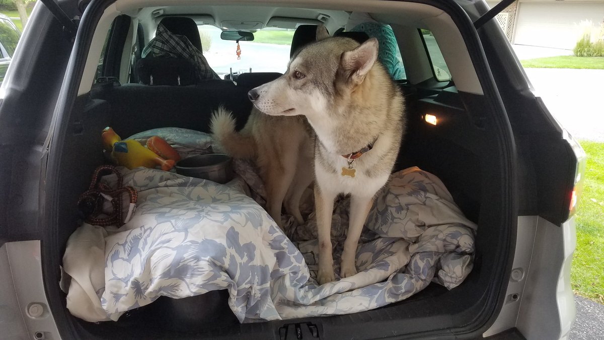 Draconicarcher's tweet image. 200 miles into the drive to az, 1600 to go!
King is riding in style, whole back of the truck is his #spoileddoggo