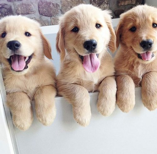 HAPPYLILSPROUT's tweet photo. something 2 brighten ur day https://t.co/ULEYh045Ny