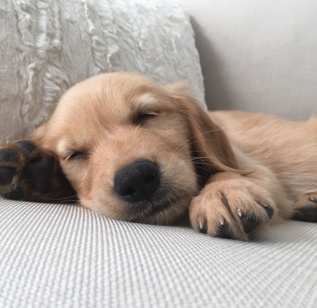 HAPPYLILSPROUT's tweet photo. something 2 brighten ur day https://t.co/ULEYh045Ny