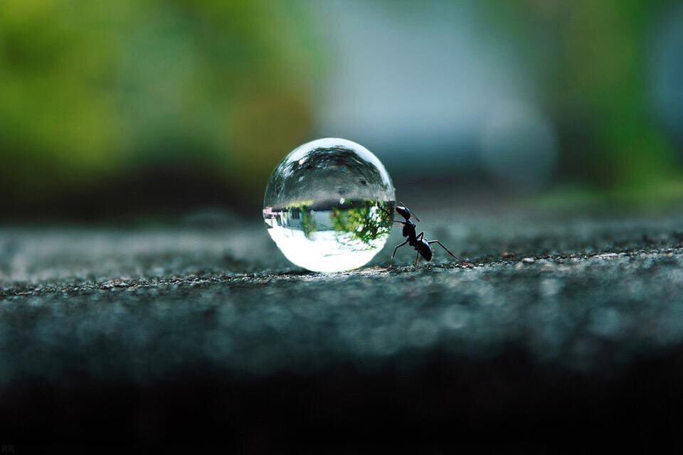 AwesomeEarthPix's tweet image. Ant Pushing A Water Droplet | Photography by ©Rakesh Rocky