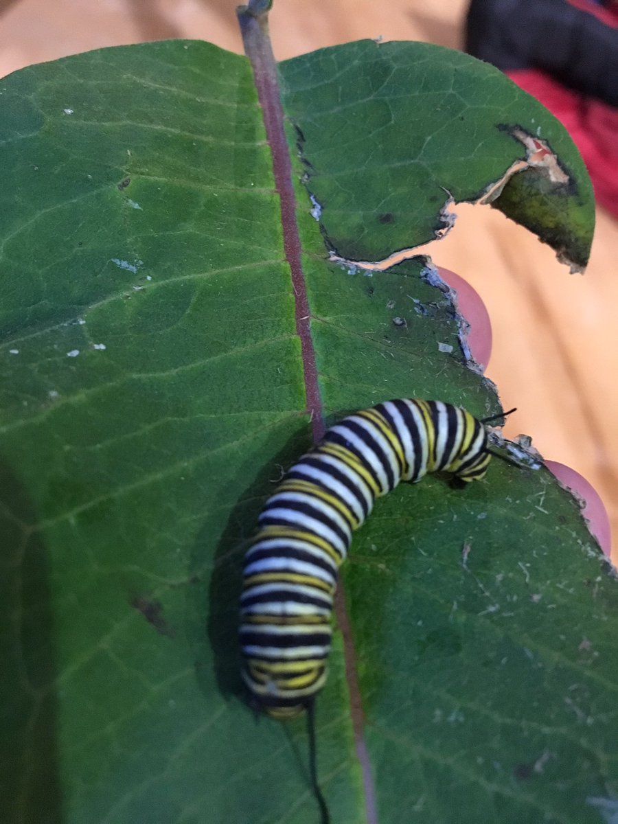 mommoff's tweet photo. Look what my husband found on our walk around Stroud!! #monarch butterfly https://t.co/BvSiKmcfuh