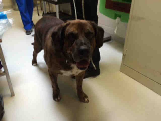 PetfindToronto's tweet photo. #DUNDASSTW #SCARLETTRD #MAGWOODPRK Pls RT2unite #FOUND #DOG-9/3 #Toronto Animal Services A784536 #WEST 416-338-6271 #Mastiff #Boxer F/10Yr https://t.co/QTCHzIgJCp