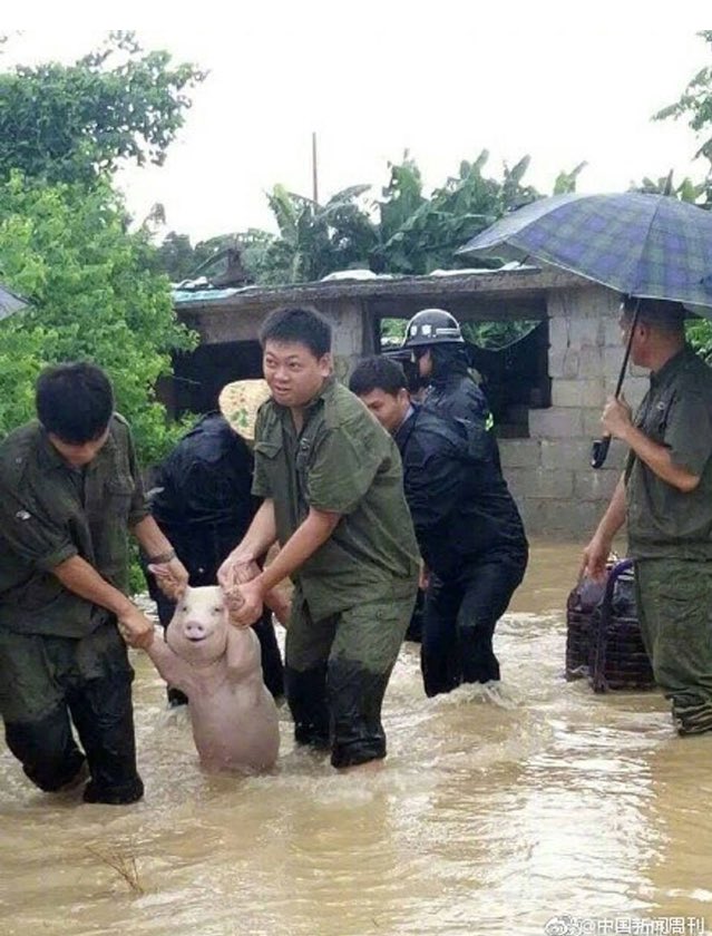 FotosDeFatos's tweet image. Durante uma enchente na cidade de Qinzhou, na China, este porquinho parece sorrir ao ser resgatado em agosto de 2017. Incrível!