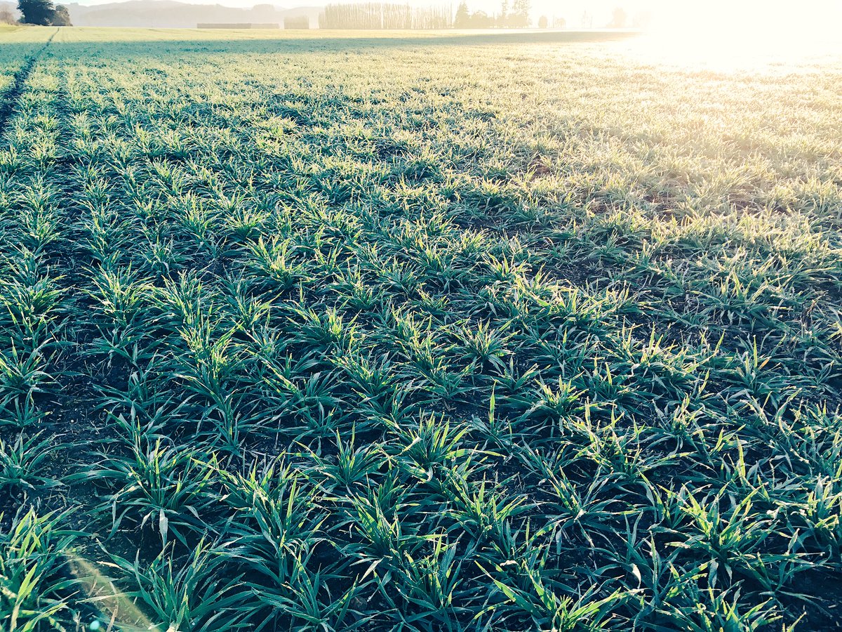 simonfrankwhite's tweet photo. Optimised jimpy malt @Cryermalt @HnTAgronomics @MatDorward https://t.co/dAwvLA5AfF