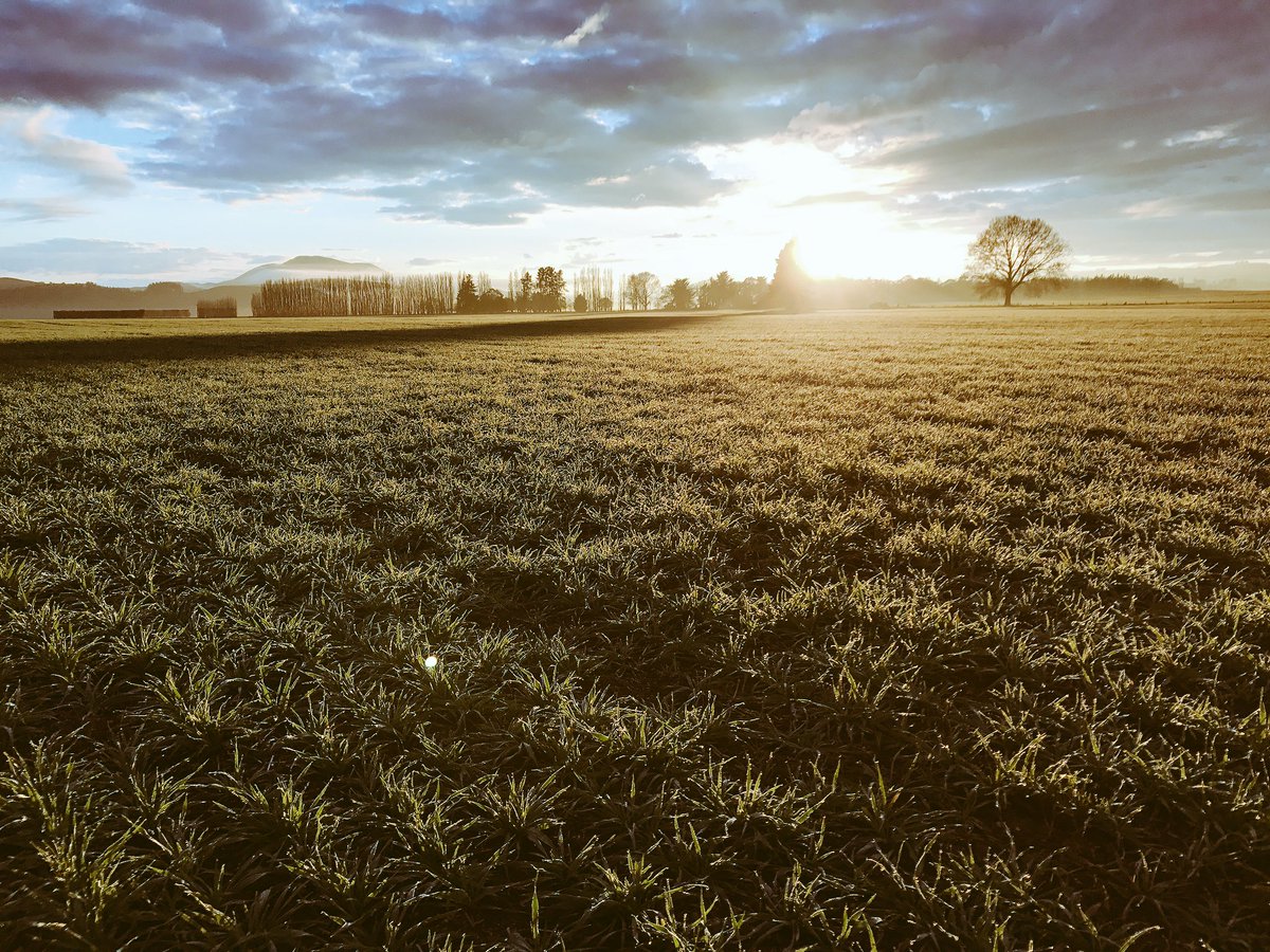 simonfrankwhite's tweet photo. Optimised jimpy malt @Cryermalt @HnTAgronomics @MatDorward https://t.co/dAwvLA5AfF