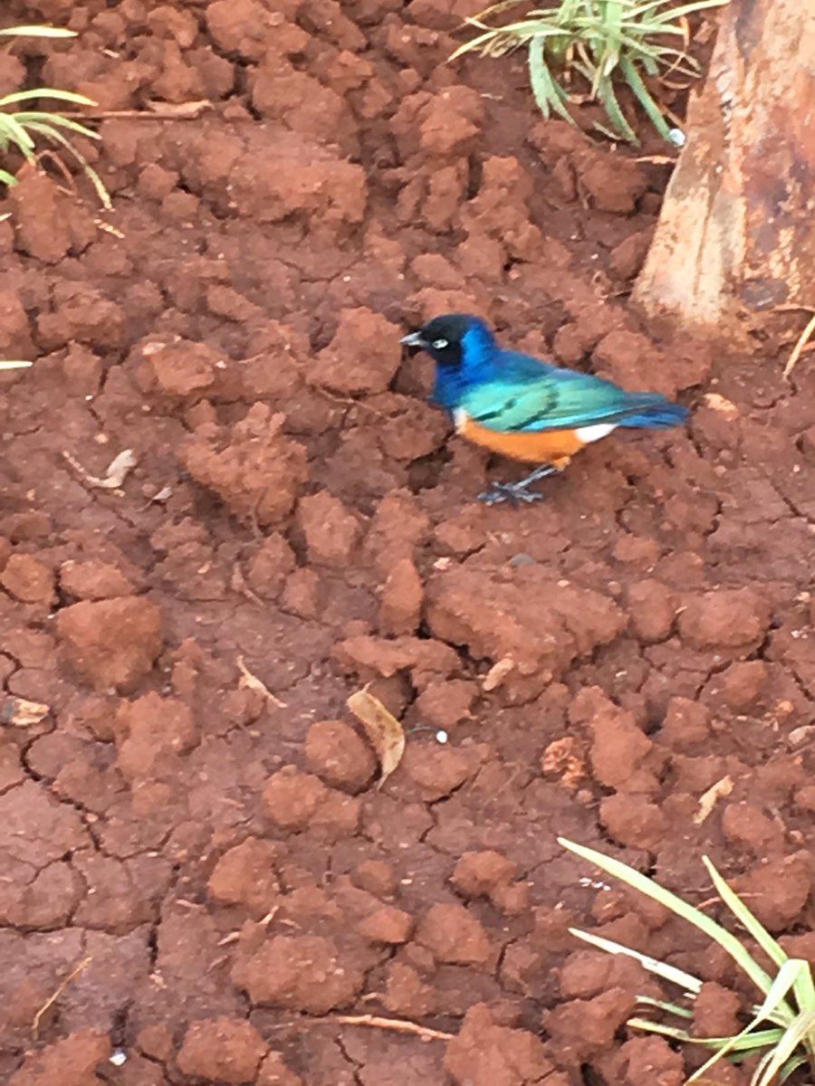 Pengutaai's tweet photo. In Kenya for my annual vacation https://t.co/ukzRZrsp6U