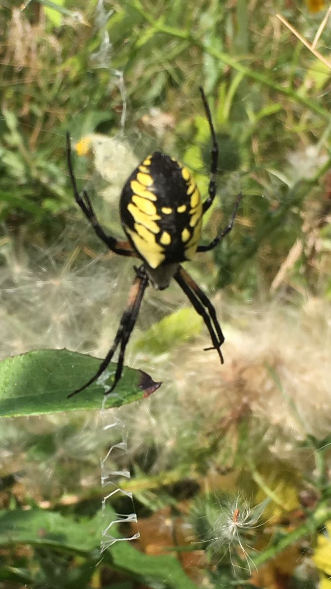 Anyone know what type of spider? She's in my weedy raspberry patch