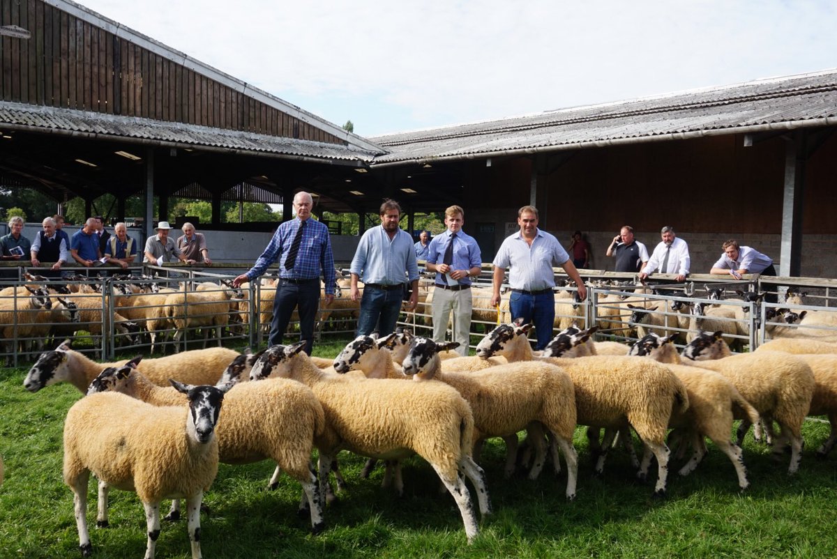 RFM_Ltd's tweet photo. Few pics from Friday's NCM Breeding Sheep Sale https://t.co/6SAXZZPdoC