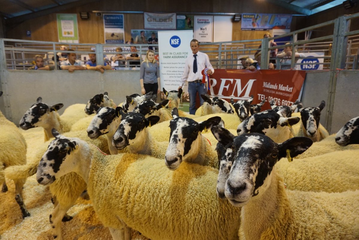 RFM_Ltd's tweet photo. Few pics from Friday's NCM Breeding Sheep Sale https://t.co/6SAXZZPdoC
