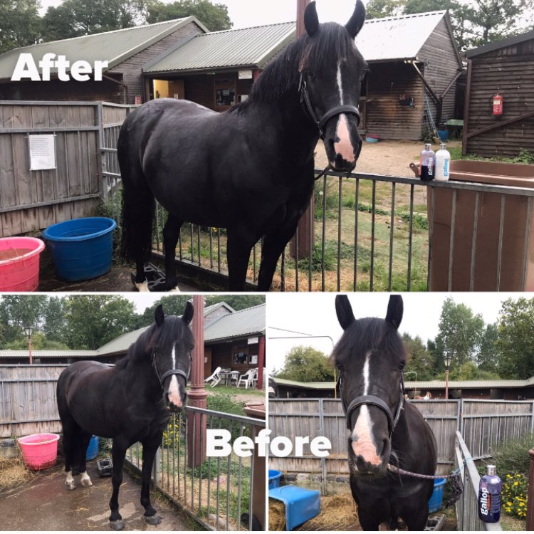COSaddlery's tweet photo. Gallop shampoo #white #blackerthanblack #thebest #horseshampoo @CarrDayMartin @COSaddlery https://t.co/JnMd2WMLJf