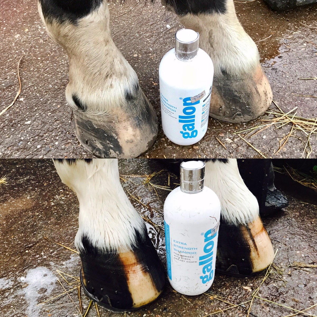 COSaddlery's tweet photo. Gallop shampoo #white #blackerthanblack #thebest #horseshampoo @CarrDayMartin @COSaddlery https://t.co/JnMd2WMLJf