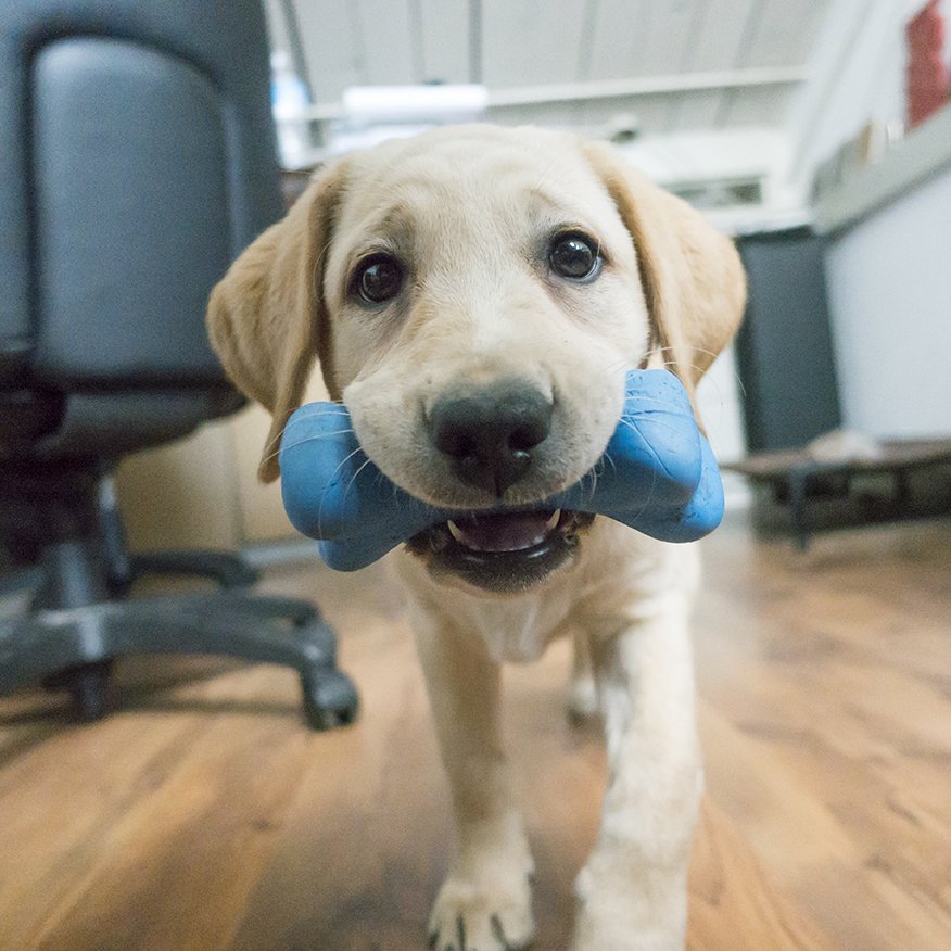 planetdoglife's tweet photo. Hi, I'm Sugar, and this is my Planet Dog Orbee Bone! I go everywhere with my bone. Thanks to @greencapes for sharing with us all! https://t.co/tjy2qNdJIA