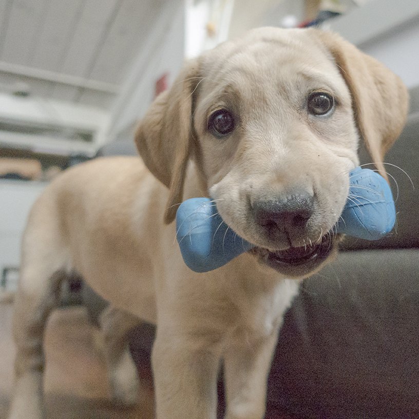 planetdoglife's tweet photo. Hi, I'm Sugar, and this is my Planet Dog Orbee Bone! I go everywhere with my bone. Thanks to @greencapes for sharing with us all! https://t.co/tjy2qNdJIA