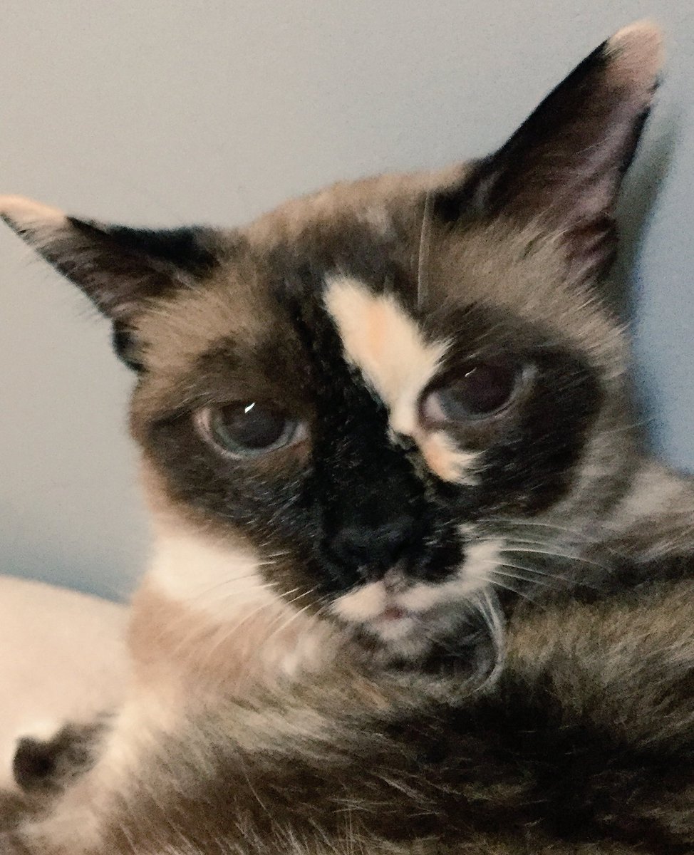 PLopeBoston's tweet image. What do you mean there's no more Temptation treats??? #SideEye #GoToTheStore! #cats #cat #catlife #catsoftwitter