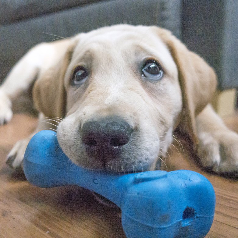 planetdoglife's tweet photo. Hi, I'm Sugar, and this is my Planet Dog Orbee Bone! I go everywhere with my bone. Thanks to @greencapes for sharing with us all! https://t.co/tjy2qNdJIA