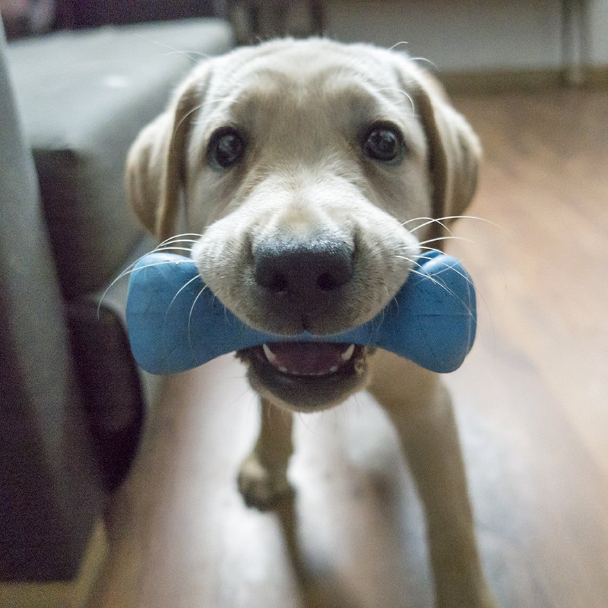 planetdoglife's tweet photo. Hi, I'm Sugar, and this is my Planet Dog Orbee Bone! I go everywhere with my bone. Thanks to @greencapes for sharing with us all! https://t.co/tjy2qNdJIA
