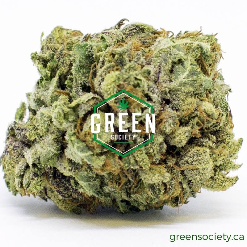 greensocietyca's tweet photo. Buy the best quality #OGShark available from the Green Society MMJ where you can easily buy #weed #online. Visit: https://t.co/1XluWT0ER1 https://t.co/eDIGI2sHaA