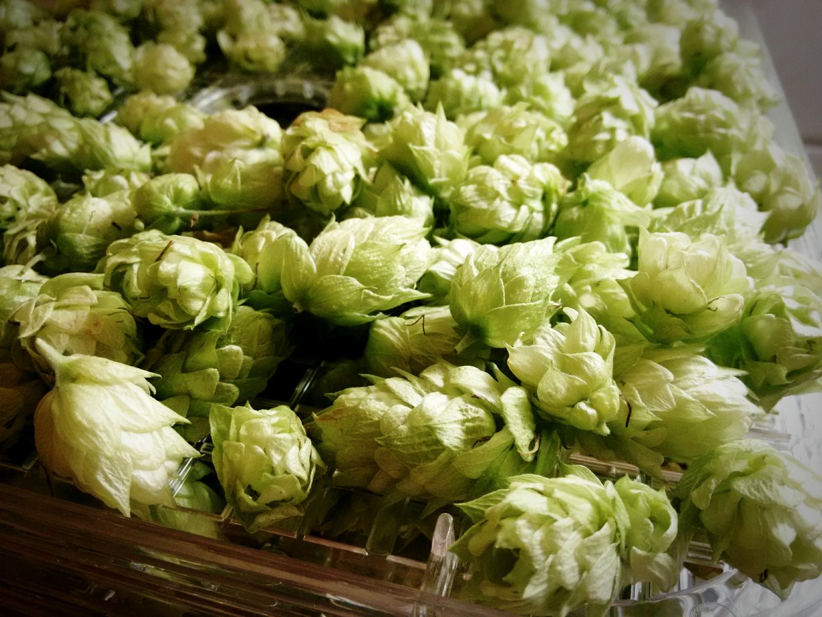 Kappas, maatiaishumalaa.